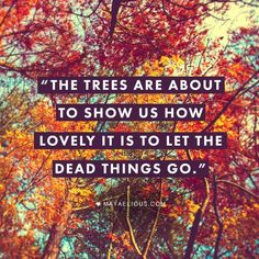 the trees are about to show us how lovely it is to let the dead things go