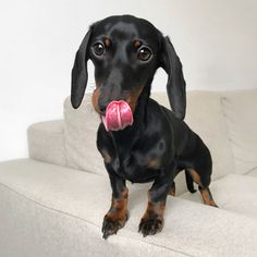 a black and brown dachshund sitting on a couch with its tongue hanging out