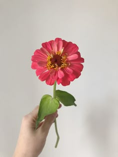 a person holding a pink flower with green leaves in their hand, against a white background