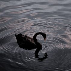 a black swan is swimming in the water