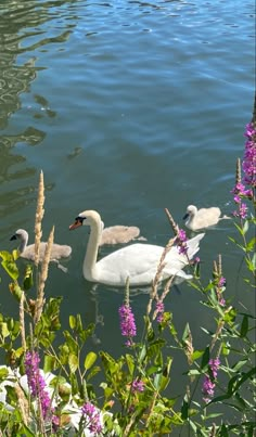 three swans swimming in the water near purple flowers