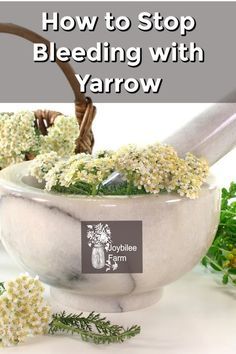 Herbal Monographs, Yarrow Tincture, Dried Yarrow, Herbal First Aid, Yarrow Oil, Herbs Remedies, Medicine Recipes, Natural Medicines, Farm Diy