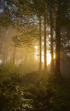 the sun is shining through the trees in the forest, with fog and light coming from them