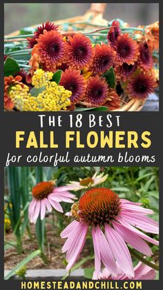 the best fall flowers for colorful autumn blooms