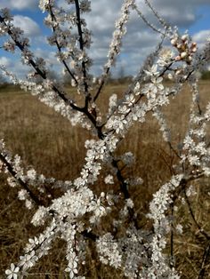 some white flowers are in the middle of a field with blue sky and clouds behind them