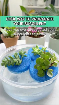 two succulent plants in a plastic container with text that reads, cool way to propagate your succulents