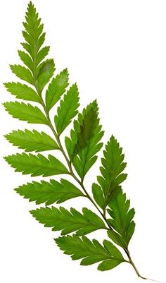 a close up of a green leaf on a white background