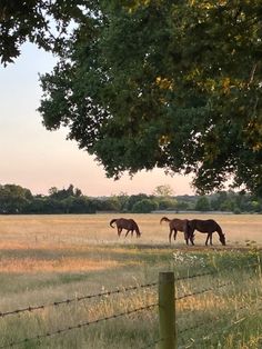 three horses graze in an open field near a barbed - wire fence and trees