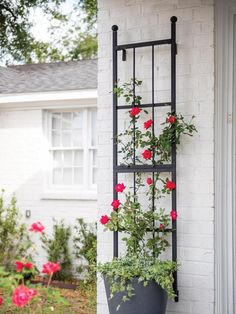 a potted plant with red flowers hanging from the side of a white brick building