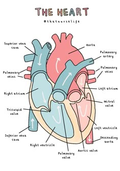 the human heart with labels on it