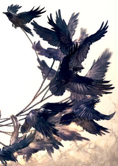 two black birds flying in the sky with chains on their necks and wings spread out