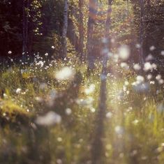 the sun shines through the trees and flowers in the forest, making it look like they are on fire