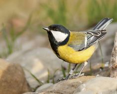 a small yellow and black bird standing on some rocks