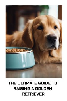 The Ultimate Guide To Raising A Golden Retriever https://petsandfins.com/the-ultimate-guide-to-raising-a-golden-retriever Dog Behavior Problems, A Golden Retriever, Leash Training, The Golden Years, Behavior Problems, Older Dogs, American Kennel Club, Positive Reinforcement, Health Check