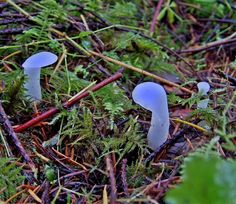 two small blue mushrooms sitting in the grass