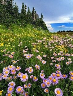 a field full of purple and yellow flowers under a blue sky with trees in the background