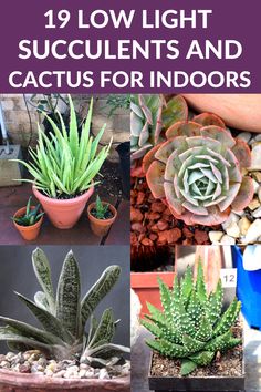 19 Low Light Succulents and Cactus for Indoors. Succulents For Indoors, Growing Succulents Indoors, Growing Cactus Indoors, Care For Succulents Indoor, Best Succulents For Indoors, Low Light Terrarium Ideas, Very Low Light House Plants, Shade Succulents Outdoor, Low Light Succulents Indoor