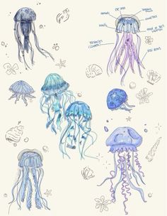 an image of jellyfish drawing on paper