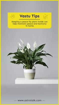 a potted plant sitting on top of a white table next to a yellow sign that says vastu tips keeping a peace lily plant inside can help maintain peace and harmony