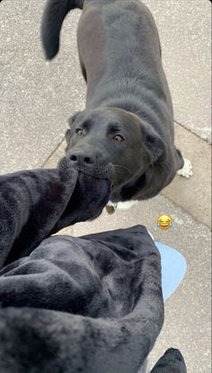 a black dog standing on top of a cement floor next to a persons leg and shoes