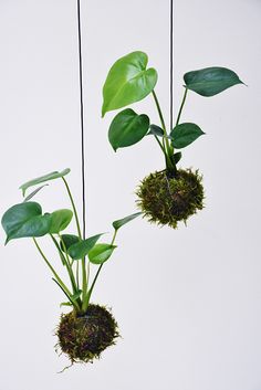 two plants are hanging from strings with moss