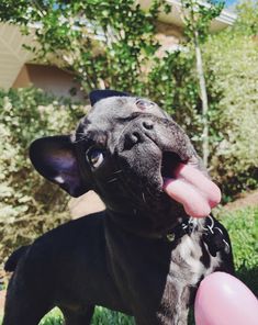 a small black dog holding a pink balloon in it's mouth