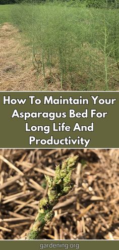 an image of how to maintain your asparagus bed for long life and productivity