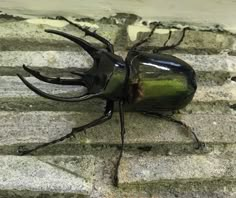 a close up of a beetle on the ground