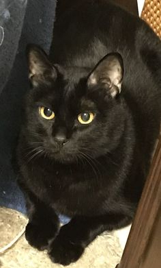 a black cat is sitting on the floor