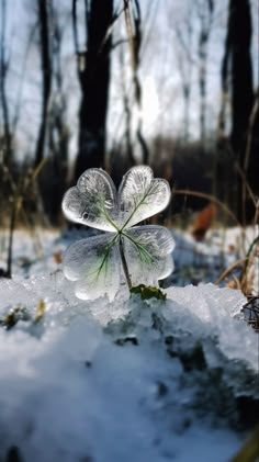 a four leaf clover sits in the middle of a snow covered field with trees behind it