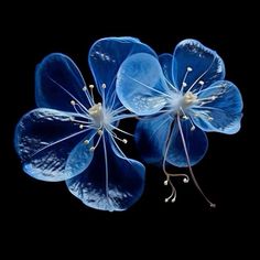 three blue flowers on a black background