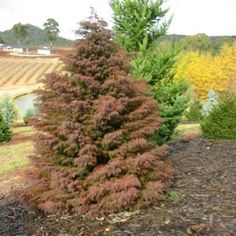 some very pretty trees in the dirt