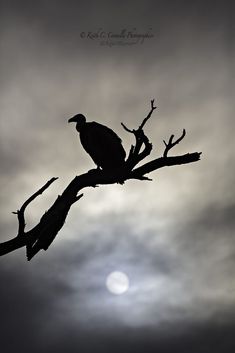 a bird sitting on top of a tree branch with the sun in the sky behind it