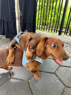 a small brown dachshund is standing on its hind legs and looking up at the camera