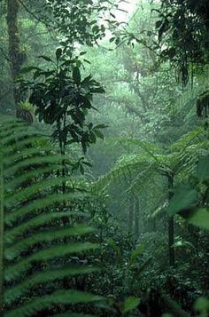 a forest filled with lots of green plants and trees in the middle of the day