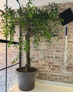 a potted tree in front of a brick wall