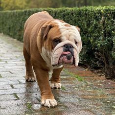 a brown and white dog walking down a sidewalk next to a green hedge on a rainy day