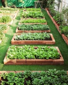 a garden filled with lots of green plants