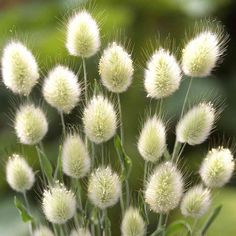 some white flowers are in a vase on the table