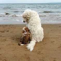 two dogs are sitting on the beach together