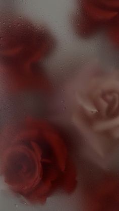 some red and white roses sitting on a window sill with drops of water around them