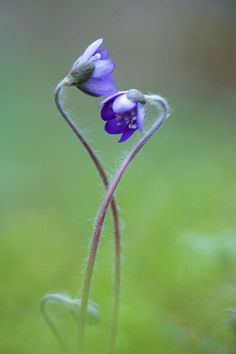 Double Exposure Portrait, Blue Bell Flowers, Sunday Love, Purple Flowers Wallpaper, Purple Garden, Magical Garden, Tulips Flowers, Poppy Flower, Flower Pictures