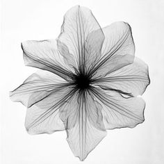 a black and white photo of a flower with long petals on it's petals