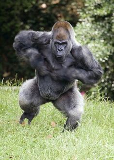 a gorilla standing on its hind legs in the grass