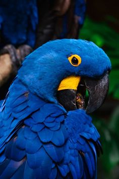 a blue and yellow parrot sitting on top of a tree branch