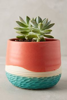 a small potted plant sitting on top of a table