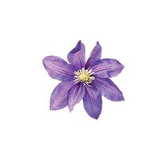 a single purple flower on a white background