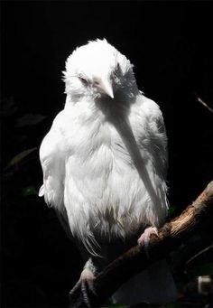 a white bird sitting on top of a tree branch