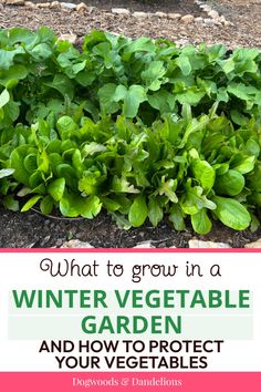 what to grow in a winter vegetable garden and how to protect your vegetables