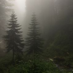 foggy forest with trees in the foreground and small stream running through the middle